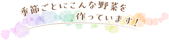 季節ごとにこんな野菜を作っています！