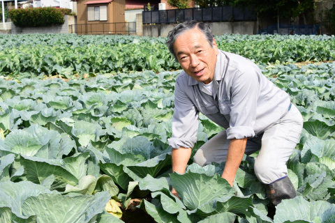 キャベツ農家　伊藤さん