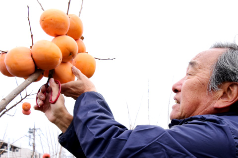 柿農家　飯田さん